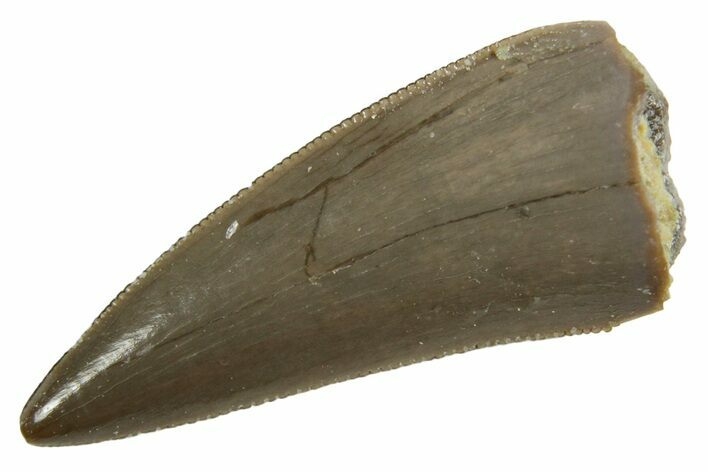 Serrated, Triassic Reptile (Postosuchus?) Tooth - Arizona #362423